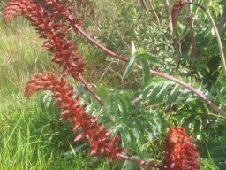 Melianthus